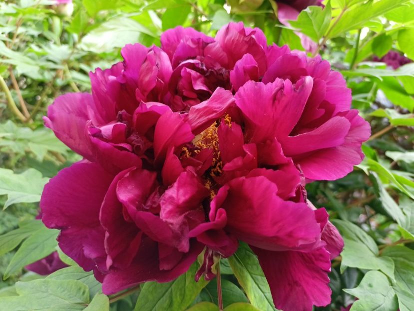  - Grădina 2024 continuare 1