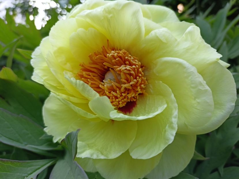 High Noon, arbustiv - Grădina 2024 continuare 1