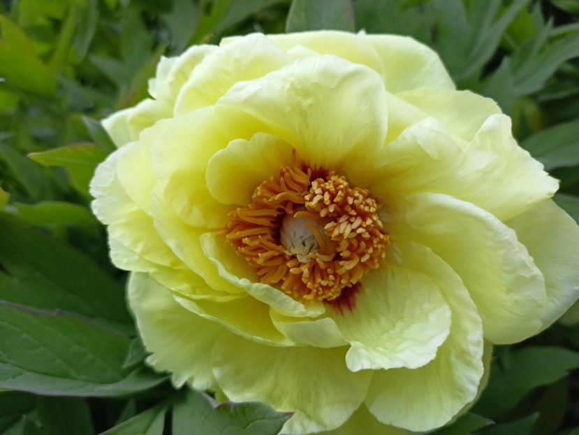  - Grădina 2024 continuare 1