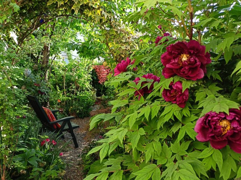  - Grădina 2024 continuare 1