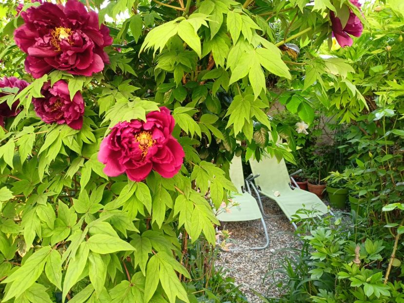  - Grădina 2024 continuare 1