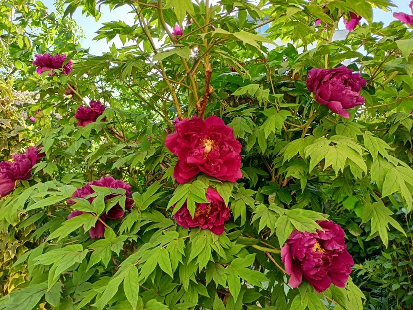  - Grădina 2024 continuare 1