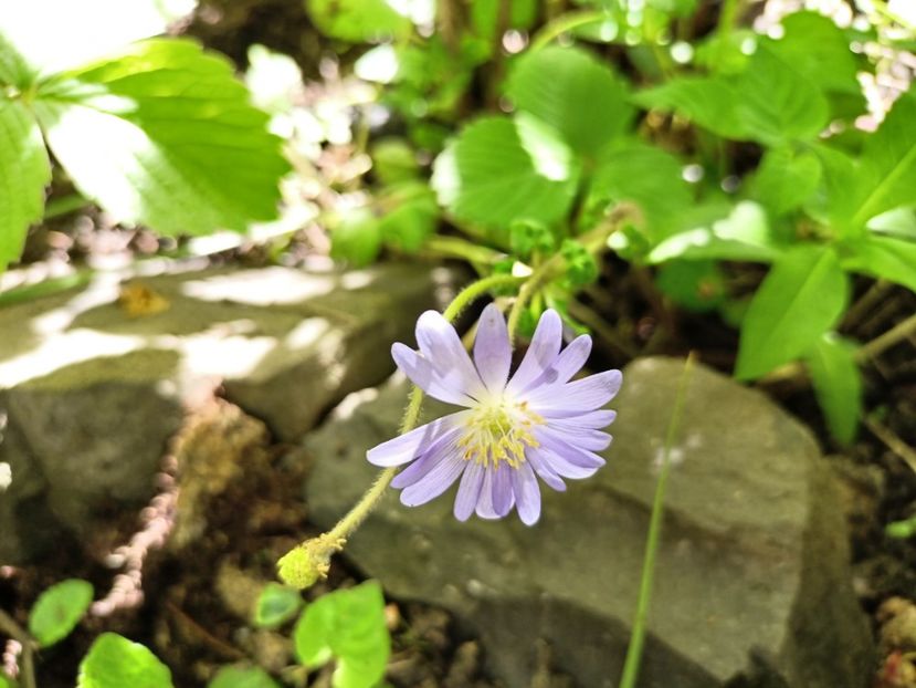  - Grădina 2024 continuare 1