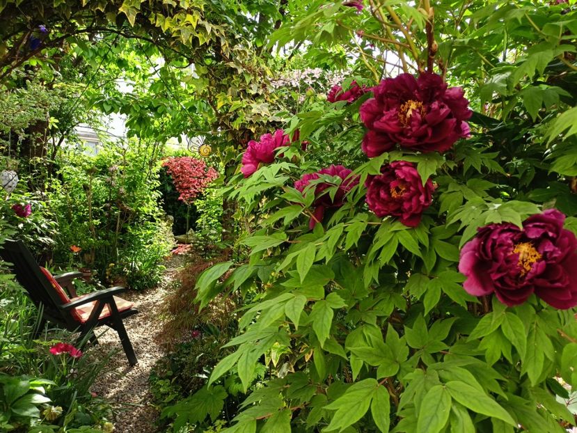  - Grădina 2024 continuare 1