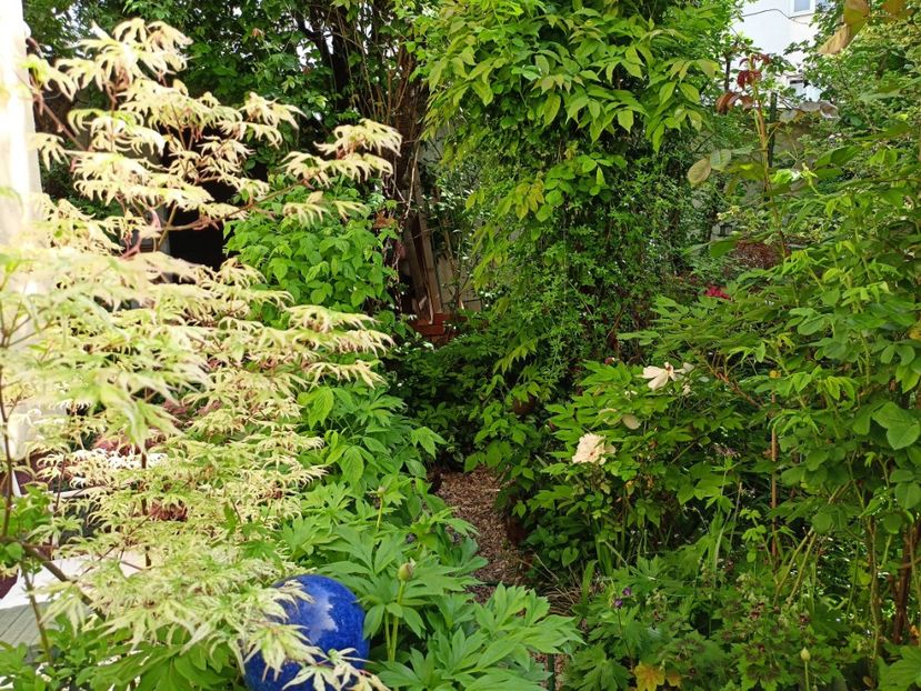 Ukigumo - Grădina 2024 continuare 1