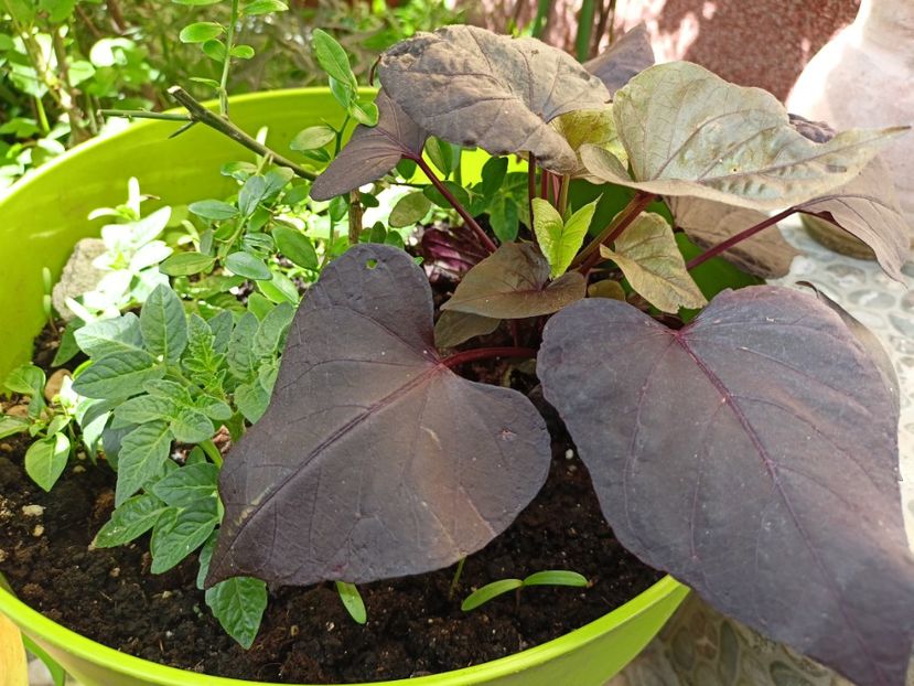  - Grădina 2024 continuare 1