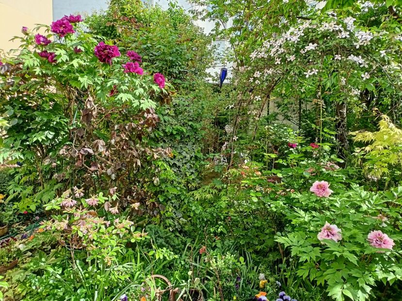  - Grădina 2024 continuare 1