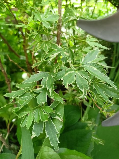 Arțar Butterfly - Grădina 2024 continuare 1