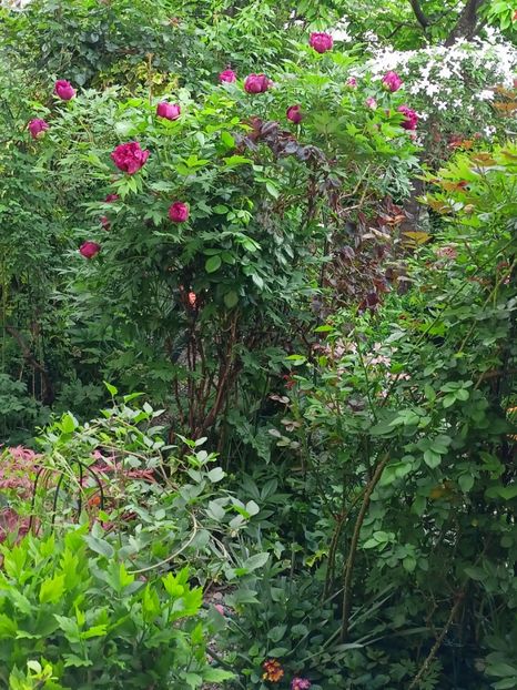  - Grădina 2024 continuare 1