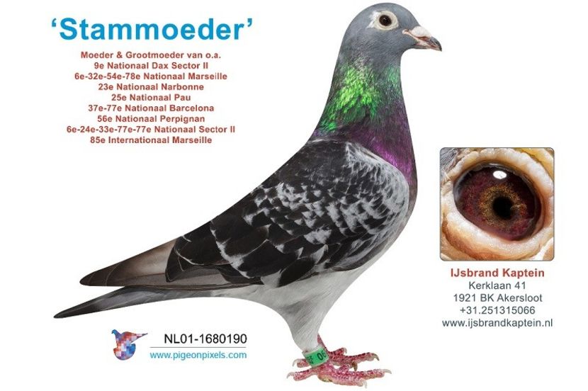 13516-54027 - IJSBRAND KAPTEIN