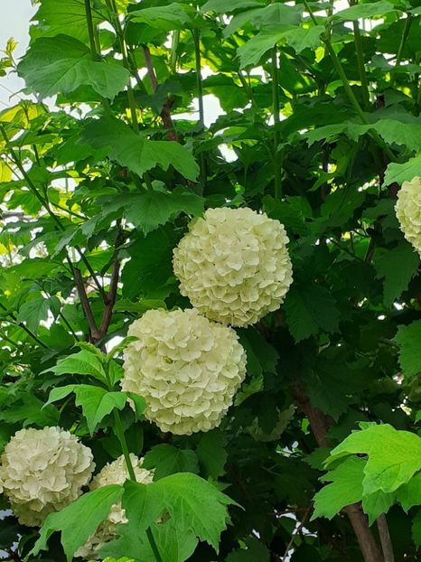  - FEBRUARIE- MARTIE- APRILIE