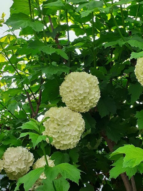  - FEBRUARIE- MARTIE- APRILIE