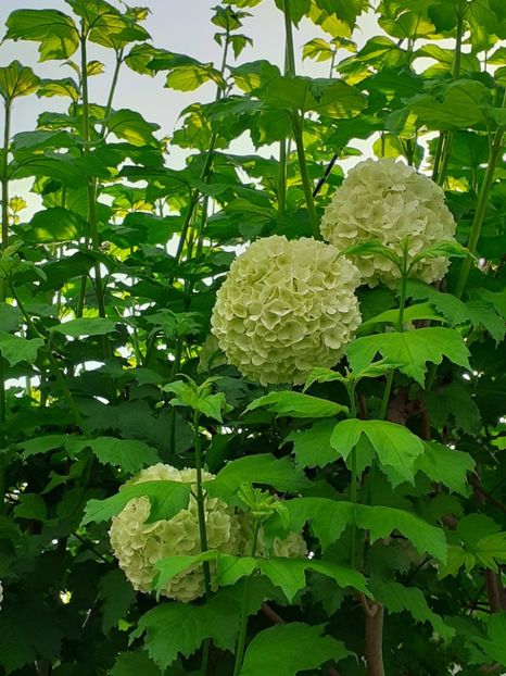  - FEBRUARIE- MARTIE- APRILIE