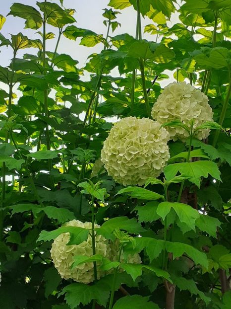  - FEBRUARIE- MARTIE- APRILIE