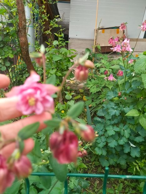 IMG20240417185330 - Aprilie 2024
