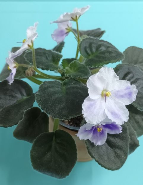  - Chimera Adel din semințe și hibrizii ei