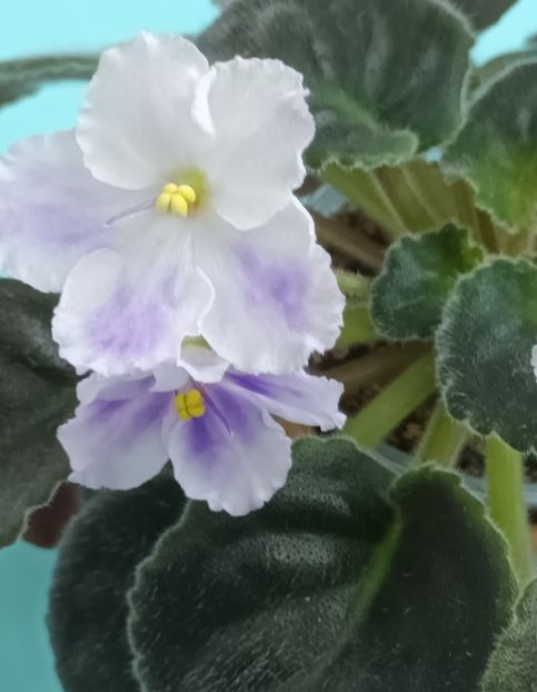  - Chimera Adel din semințe și hibrizii ei