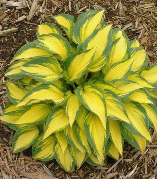 hosta-remember-me - Hosta Remember Me