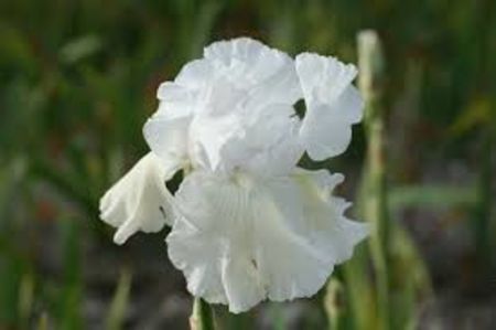 Iris Germanica Skating Party -1 - IRIS Germanica Skating Party