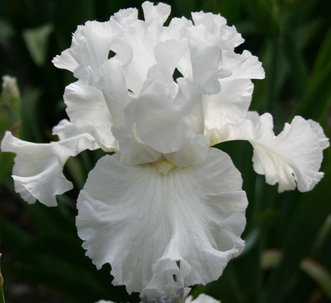 Iris Germanica Skating Party -3 - IRIS Germanica Skating Party