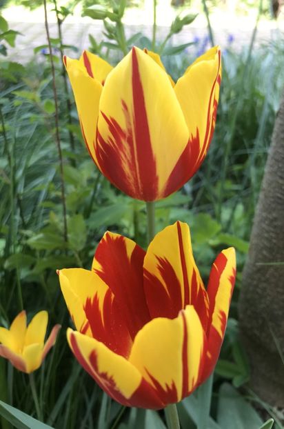 Tulipa Mickey Mouse (2021, April 30) - Tulipa Mickey Mouse