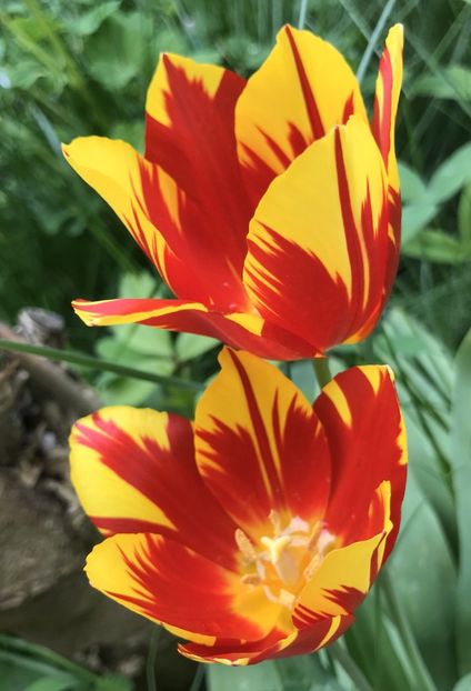 Tulipa Mickey Mouse (2021, May 01) - Tulipa Mickey Mouse