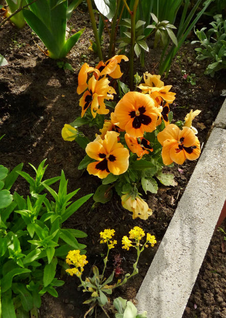  - 2024 - 01 - Primavara