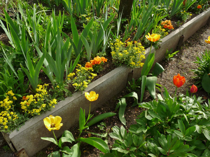  - 2024 - 01 - Primavara