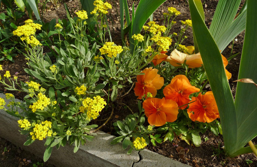  - 2024 - 01 - Primavara