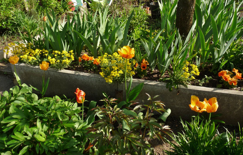  - 2024 - 01 - Primavara