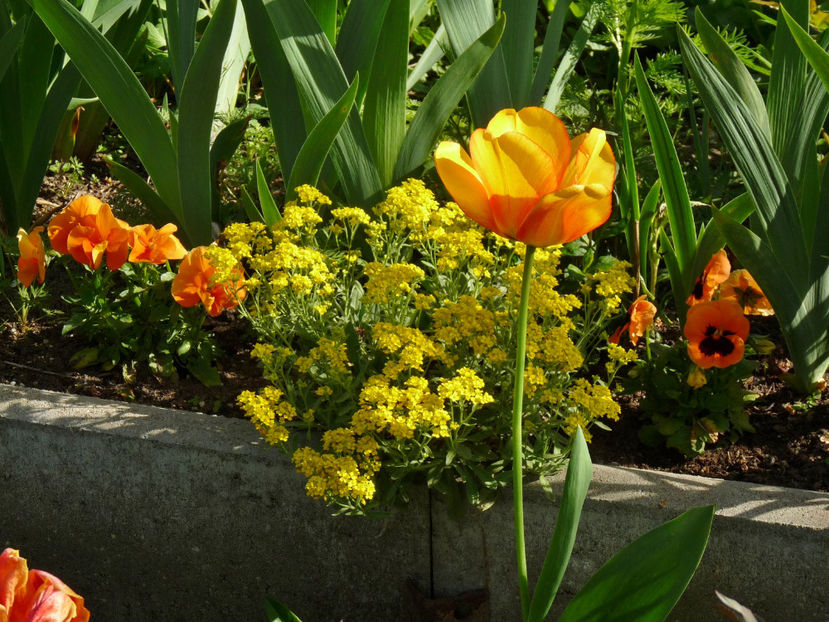  - 2024 - 01 - Primavara