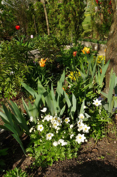  - 2024 - 01 - Primavara