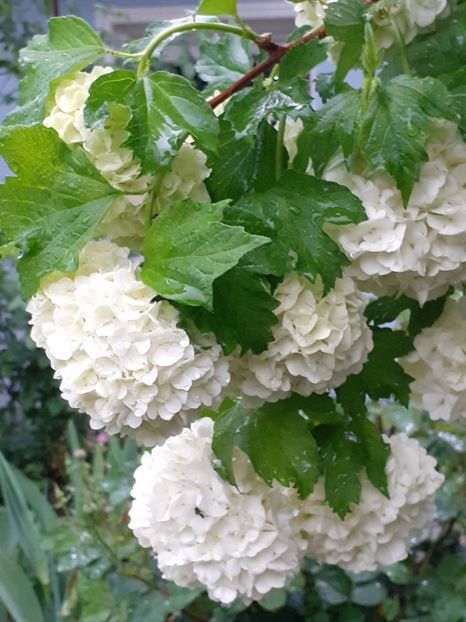  - FEBRUARIE- MARTIE- APRILIE