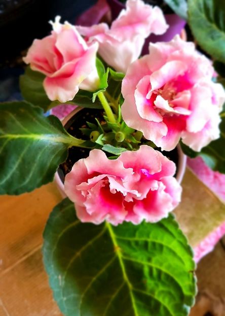 18.04.2024 - Gloxini 2012-2025