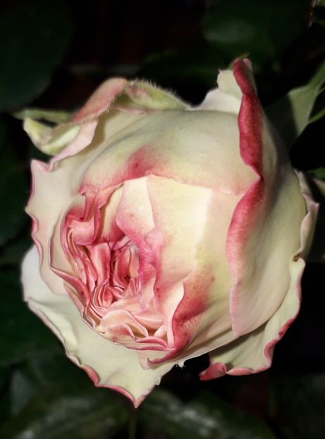 Eden rose - trandafiri