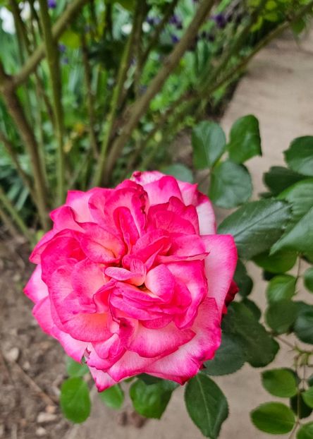  - Trandafiri 2023 3 2024