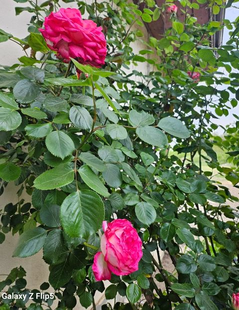  - Trandafiri 2023 3 2024