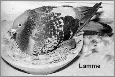  - ANTOON SI LUCI WAN DER WEGEN