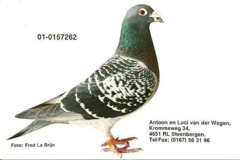  - ANTOON SI LUCI WAN DER WEGEN