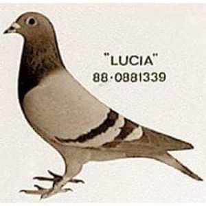  - ANTOON SI LUCI WAN DER WEGEN