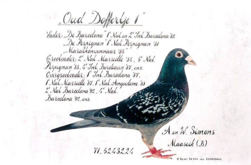 12068699_1545887285674308_2790472505078380489_o - ANTOON SI LUCI WAN DER WEGEN