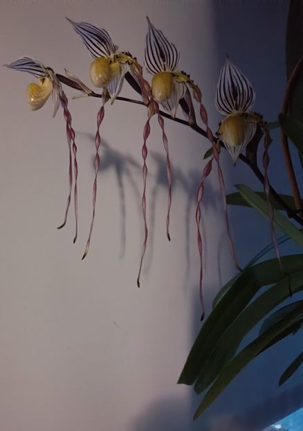  - Orhidee_5_simpodiale fără pseudobulbi