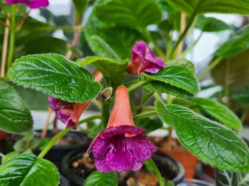  - MG s Painted Orange