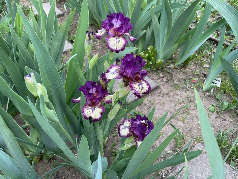  - 002 Grădina 2024 1