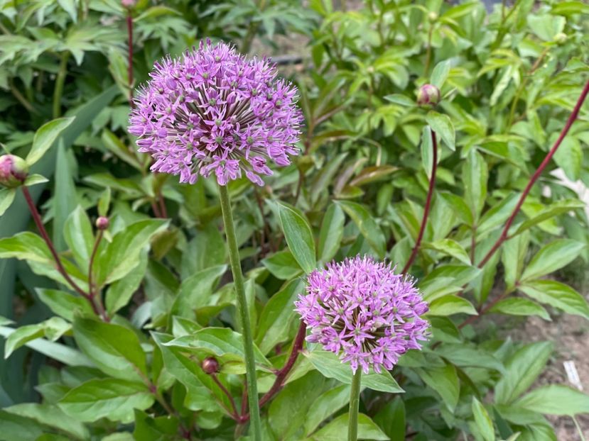  - 002 Grădina 2024 1