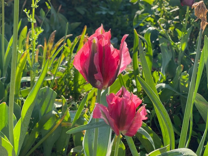  - 002 Grădina 2024 1