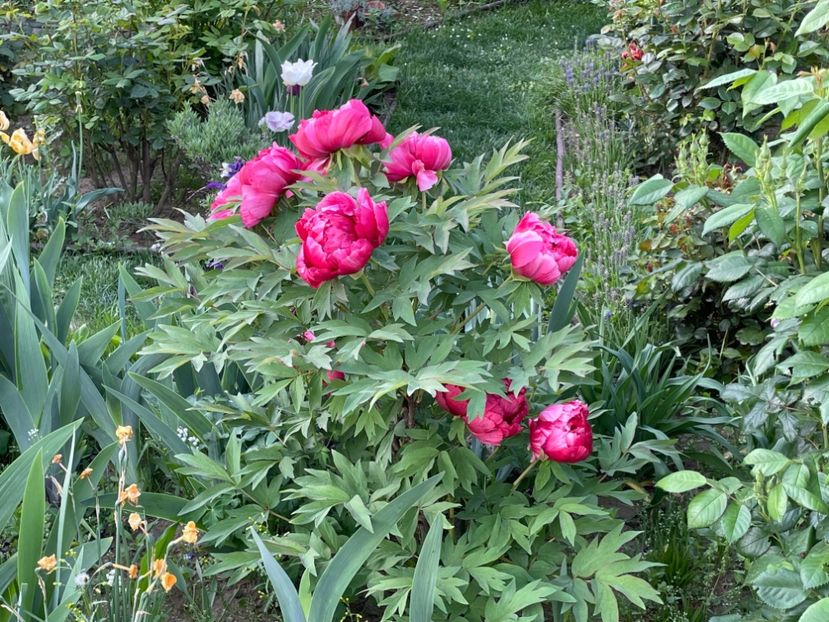  - 002 Grădina 2024 1