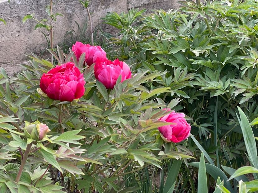  - 002 Grădina 2024 1