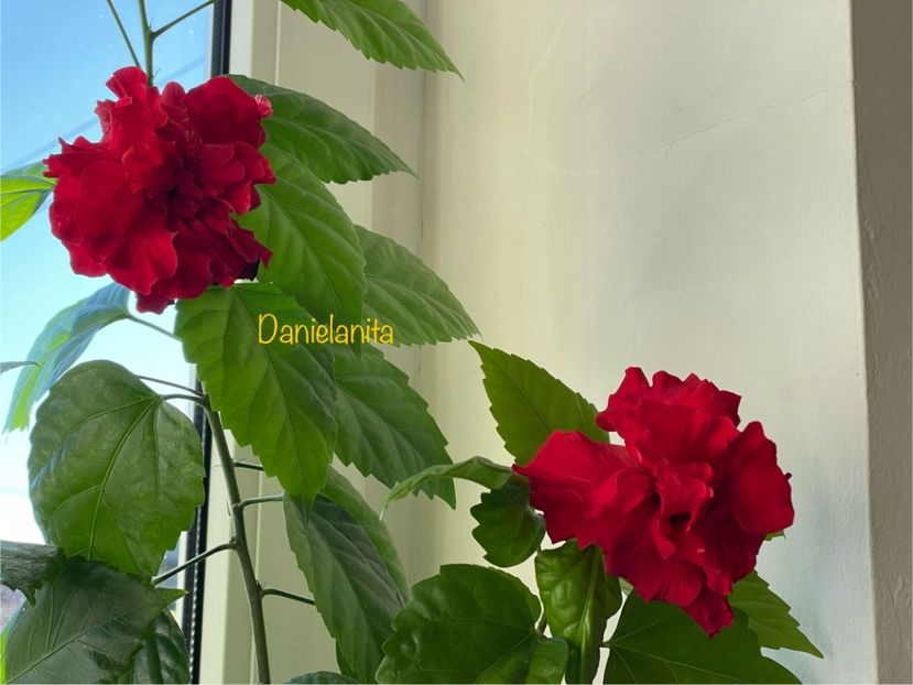  - 001 - Hibiscusi 2024 - 1