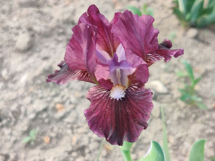 Black olive - Irisi pitici